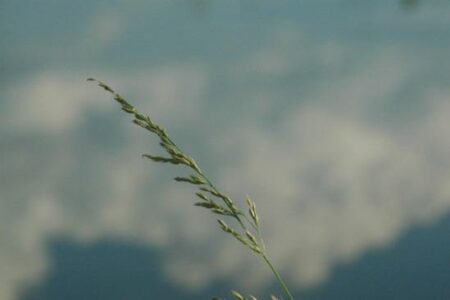 Rancho Cappuccino Case Study: Is It Contagious? Image